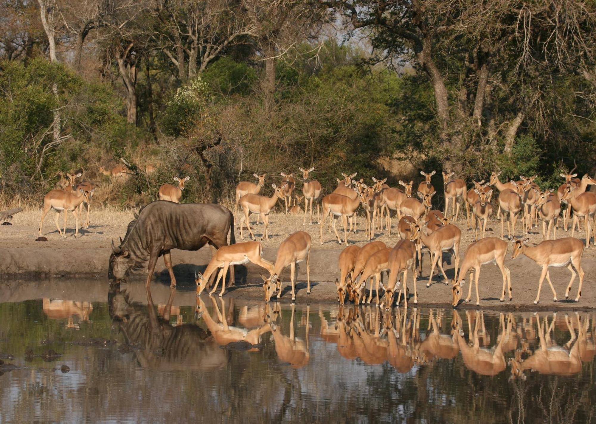 Mjejane Bush Camp By Dream Resorts Hectorspruit Exteriér fotografie